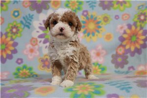 Ophelia - Poodle, Miniature for sale