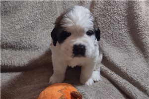 Karter - Saint Bernard - St. Bernard for sale