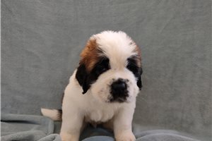Kevin - puppy for sale