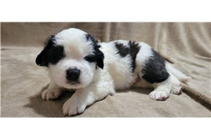 Alvin - Saint Bernard - St. Bernard for sale