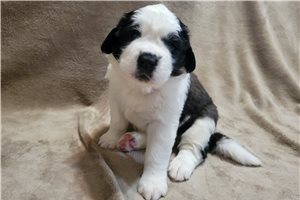 Alea - Saint Bernard - St. Bernard for sale