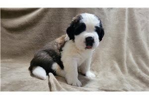 Arnold - Saint Bernard - St. Bernard for sale