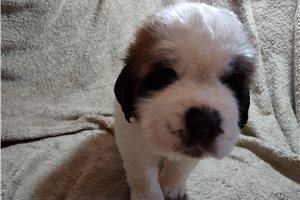 Kaylee - Saint Bernard - St. Bernard for sale