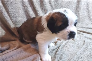 Kinsley - Saint Bernard - St. Bernard for sale
