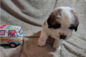 Kingston - Saint Bernard - St. Bernard for sale