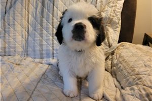 Amelia - Saint Bernard - St. Bernard for sale