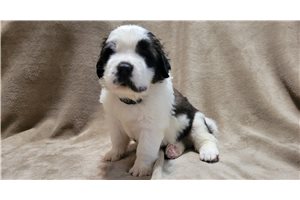 Aiden - Saint Bernard - St. Bernard for sale