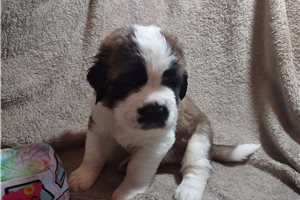 Orange Boy - puppy for sale