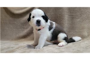 Amelia - Saint Bernard - St. Bernard for sale