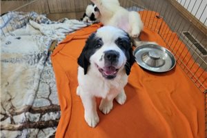 Alea - Saint Bernard - St. Bernard for sale