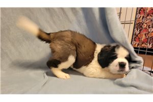 Alea - Saint Bernard - St. Bernard for sale