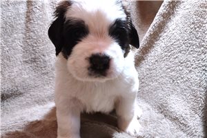 Kayden - Saint Bernard - St. Bernard for sale
