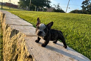Nora - American Bully for sale
