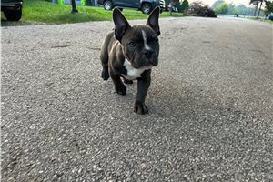 Norris - American Bully for sale