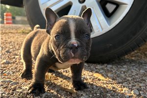 Norris - American Bully for sale