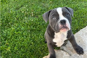 Nica - American Bully for sale