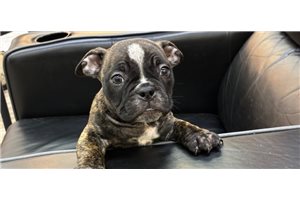Naomi - American Bully for sale
