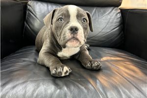 Nica - American Bully for sale