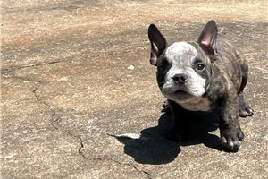 Nora - American Bully for sale