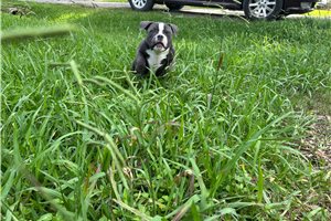 Nica - American Bully for sale