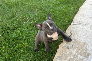 Norris - American Bully for sale