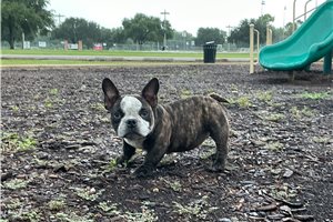 Nora - American Bully for sale