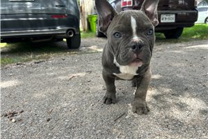 Norris - American Bully for sale