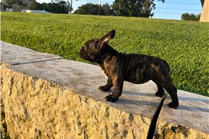 Naomi - American Bully for sale