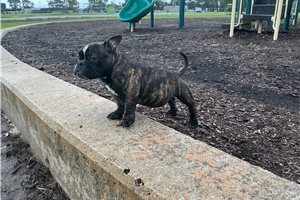 Naomi - American Bully for sale
