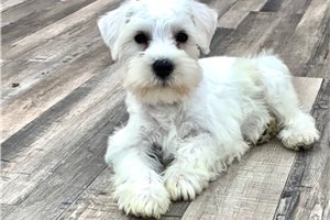 Liam - Schnauzer, Miniature for sale