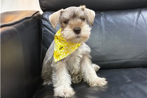 Maggie - Schnauzer, Miniature for sale