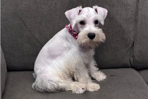 Liam - Schnauzer, Miniature for sale