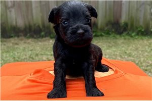 Dexter - Schnauzer, Miniature for sale