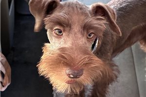 Myrtle - Schnauzer, Miniature for sale