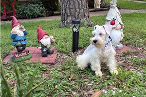 Liam - Schnauzer, Miniature for sale