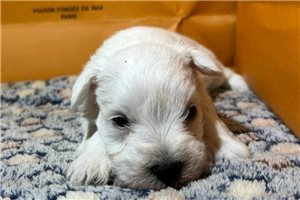 Liam - puppy for sale