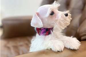 Sully - Schnauzer, Miniature for sale