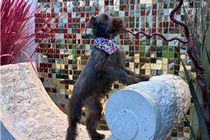 Myrtle - Schnauzer, Miniature for sale