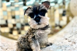 Freya - puppy for sale