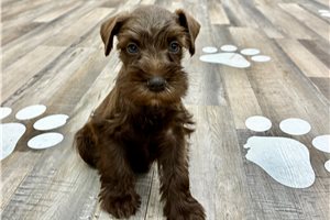 Myrtle - Schnauzer, Miniature for sale