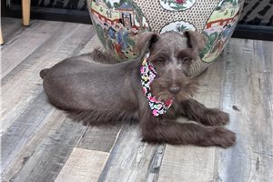Myrtle - Schnauzer, Miniature for sale