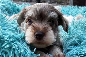 Maggie - Schnauzer, Miniature for sale