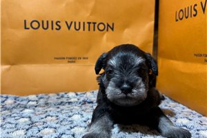 Lenny - Schnauzer, Miniature for sale