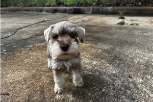Maggie - Schnauzer, Miniature for sale