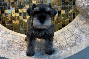 Leonardo - Schnauzer, Miniature for sale