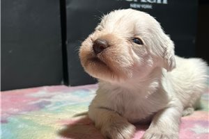 Monica - Schnauzer, Miniature for sale