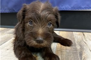 Myrtle - puppy for sale