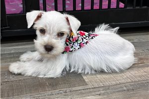 Monica - Schnauzer, Miniature for sale