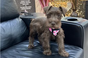 Myrtle - Schnauzer, Miniature for sale