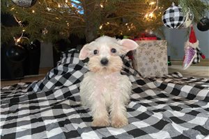 Stanley - Schnauzer, Miniature for sale